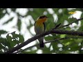 キビタキの美しい囀り（narcissus flycatcher