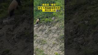 野生大熊猫翻墙爬铁网，一路狂奔上山，一看就是“惯犯”