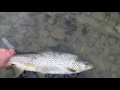 surf casting in new zealand... elephant fish