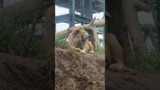 風々揺☁⑯ホワイトライオン・白獅子・リズムちゃん・セラムくん💛white_Lion・・・沖縄こどもの国・Okinawa Zoo \u0026 Museum(20211013)