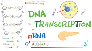 DNA Transcription (Converting DNA to RNA) - Molecular Biology - Genetics - Cell Biology