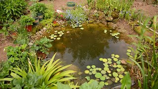 Build A Organic Pool || 人造池塘 种点花草，养些动物