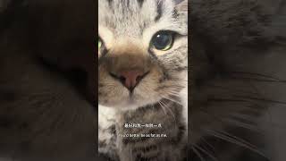 抱歉占用一下公共资源 小猫咪怼脸杀视频 oi小猫有点火热啊 小猫咪能有什么坏心思它只想被爱 它真的好像个小宝宝 这小猫谁养谁不迷糊