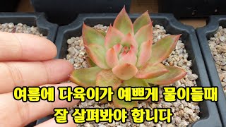 여름에 다육이가 갑자지 예뻐진다면 잘~살펴봐야 합니다多肉植物.succulent plant다육식물