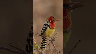 Vibrant Delight: Red-and-yellow Barbet - The Colorful African Avian Wonder!