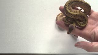 2015 Ball Python hatchling update