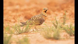 Sand grouse(你看那满天飞来的沙鸡，就是这个时代-李承鹏)