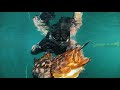 the chase spearfishing southern california