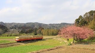 小湊鉄道 石神の河津桜 2016年3月初旬