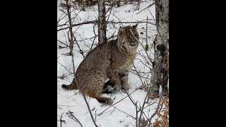 Minnesota Bobcat Trapping Part 1