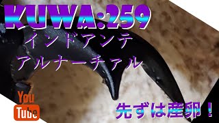 キューティー血統を初めて狙う？クワガタ\u0026カブトムシ【インドアンタエウスアルナーチャル】購入紹介