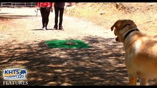 Rattlesnake Avoidance Training For Dogs - KHTS Features - Santa Clarita