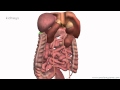 Peritoneal Cavity - Part 4 - Intraperitoneal and Retroperitoneal Organs - Anatomy Tutorial