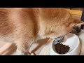 柴犬おーじろう☆【食物アレルギー】偏食な柴犬が食いつくフードに出会いました 【food allergy】 finally found a favorite food