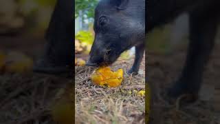 Wild Boar #pet #mangoes #hawaii