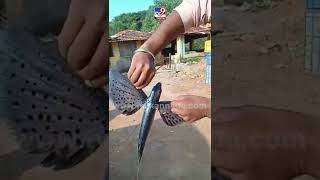 ಈ ಮೀನಿಗೆ ಹಕ್ಕಿ ಥರ ರೆಕ್ಕೆ ಇದೆ.. | #Tv9kannadashorts #Fish