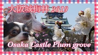 大阪城公園の梅林へ行ったチワワとイタリアングレーハウンド（イタグレ）2019 Osaka Castle Park Plum grove【関西の梅の名所】