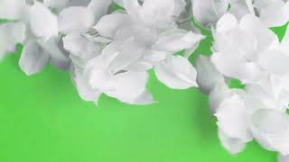 Flower Transition Green Screen l White Flower