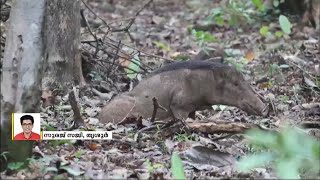 തൃശൂർ അതിരപ്പള്ളിയിൽ വാഹനമിടിച്ച് കാട്ടുപന്നിക്ക് ഗുരുതരമായി പരിക്കേറ്റു