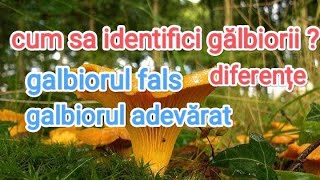 Ciuperci de pădure-Gălbiori / Galbiorul fals /Comparații /și multe alte specii