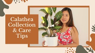 Calathea Care Tips and our Calathea Collection