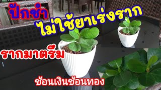 วิธี ปักชำ ช้อนเงินช้อนทอง ไม่ใช้ยาเร่งรากได้ผลดี#ไม้มงคล #ไม้ฟอกอากาศ #garden