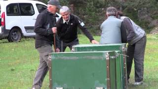 Réintroduction du bouquetin ibérique 10 juillet 2014