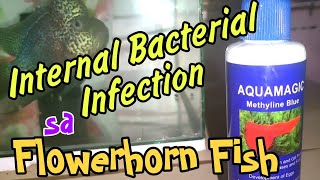 Internal Bacterial Infection sa Flowerhorn Fish, Update sa Unknown Disease