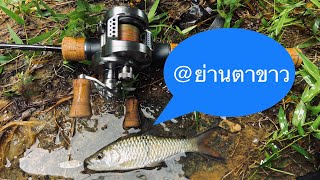 ตกปลากะสูบน้ำไหล คลองรอบๆบ้าน @ย่านตาขาว#HampalaBarbFishingTrangKhe Fishing EP.42