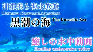 美ら海水族館　黒潮の海　癒しの水中動画【沖縄県】