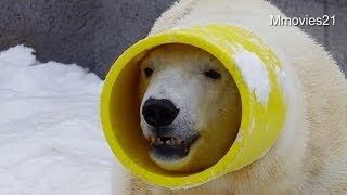 ガス管を被るキャンディ~Polar bear　put the head in yellow tube