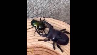 When A Real Beetle Fights a Robot Beetle