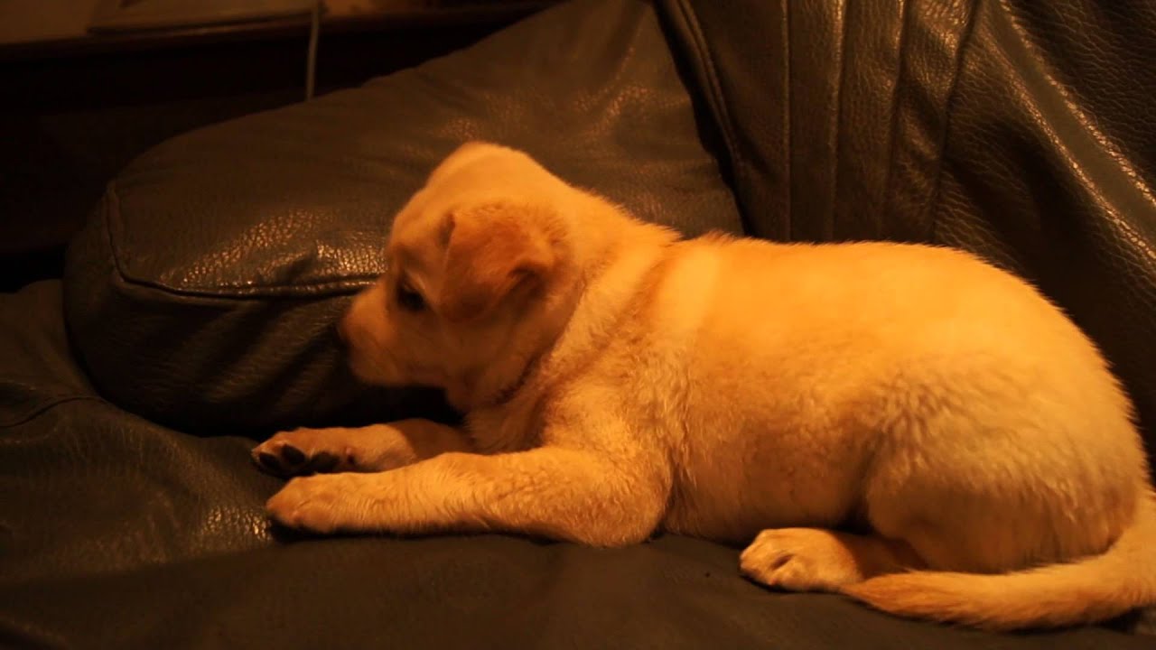 Cute Angry Puppy Youtube