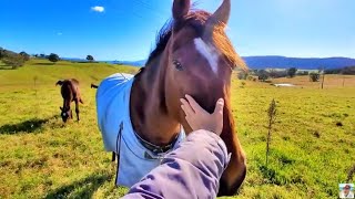 房车旅行惊艳的澳洲牧场景！房车自驾游旅行中文Vlog 113 Vanlife Travel Stunning View of Australian Farm