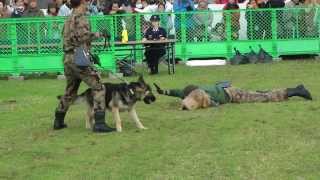 芦屋基地航空祭2013警備犬訓練展示