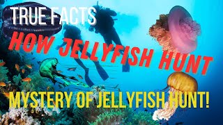 The Shocking Way Jellyfish Hunt Their Prey!