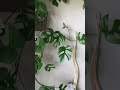 【観葉植物 ヒメモンステラ】自由に伸びるココは我輩のterritory😂 window leef that grows freely. shorts