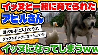 【2ch動物スレ】イッヌと一緒に育てられたアヒルさん、イッヌになってしまうwwww