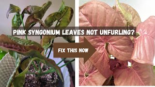 Pink Syngonium Leaves Not Unfurling? Here's Why & How to Fix It!