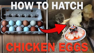 HOW TO HATCH CHICKEN EGGS WITH VEVOR EGG INCUBATOR | RAISING CHICKENS PT. 1