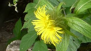 Hooker’s inula -  Inula hookeri - Sunnufíflar -  Dúnsunna - Gul blóm - Garðplöntur