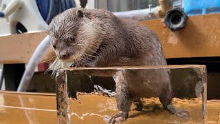 カワウソくらいの大きい氷をカワウソにプレゼントしたら大興奮！？？  I gave the otter a piece of ice as big as an otter!