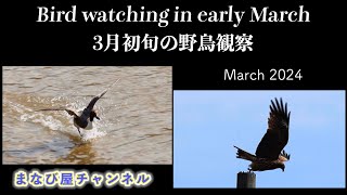 3月初旬の野鳥観察　Bird watching in early March  #オナガガモ  #セグロセキレイ  #セグロカモメ  #トビ  #カワウ