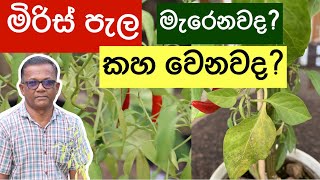 හිටවන එළවළු පැල කහ වෙනවද? | Leaves Turning Yellow? | Ceylon Agri | Episode 283