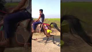 Surat horse #shorts