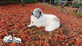 落ち葉が全盛期！カラフルな秋を楽しんでいるルンルンとアランとベルです　Great Pyrenees　グレートピレニーズ