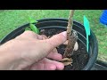 taste testing thai dwarf mulberries u0026 how to care for them