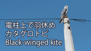 【電柱上で羽休め】カタグロトビ Black-winged kite