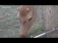 池よりも鹿せんべい優先する鹿ちゃんが、かわいい❤️🦌【奈良公園】