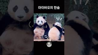 [🐼] 압빠.. 하나만 데려가.. | #아이바오 #aibao #쌍둥바오 #루이후이